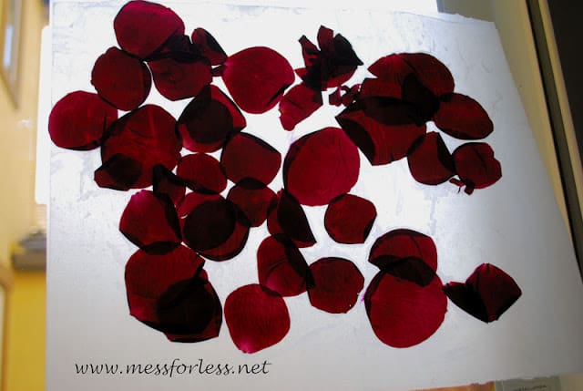 pressed rose petals
