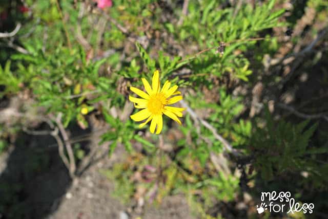 yellow flower