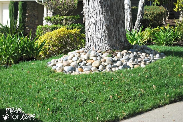 tree with rocks and grass