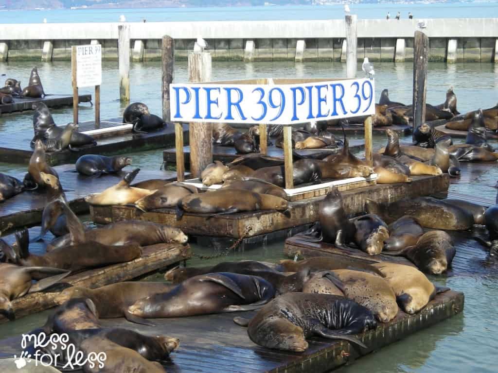 sea lions at pier 39