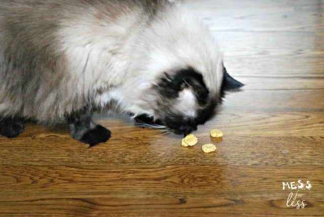 cat eating catnip treats