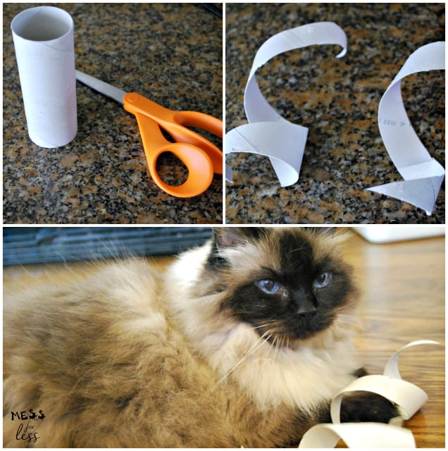 diy cat toys