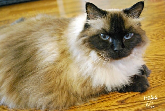 ragdoll cat