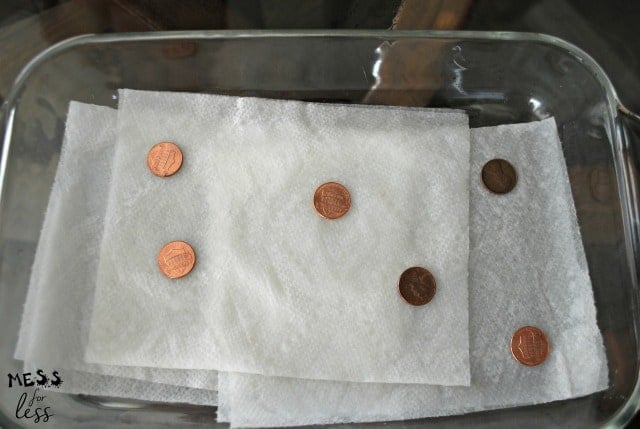 pennies on paper towels