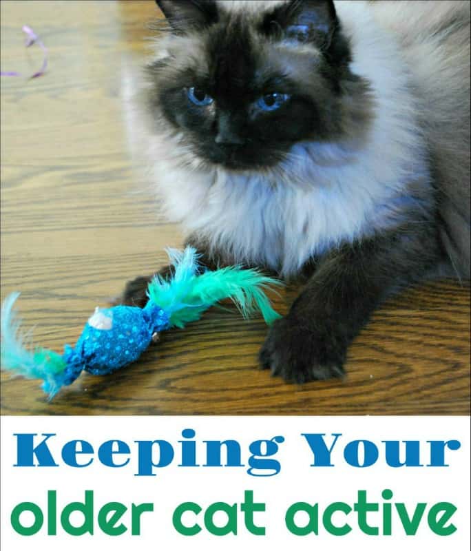 How to Keep Your Older Cat Active. Help your feline friend feel young no matter their age. #ad @morristhe9livescat @morrisapproved