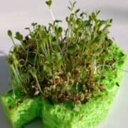 Shamrock sprouts
