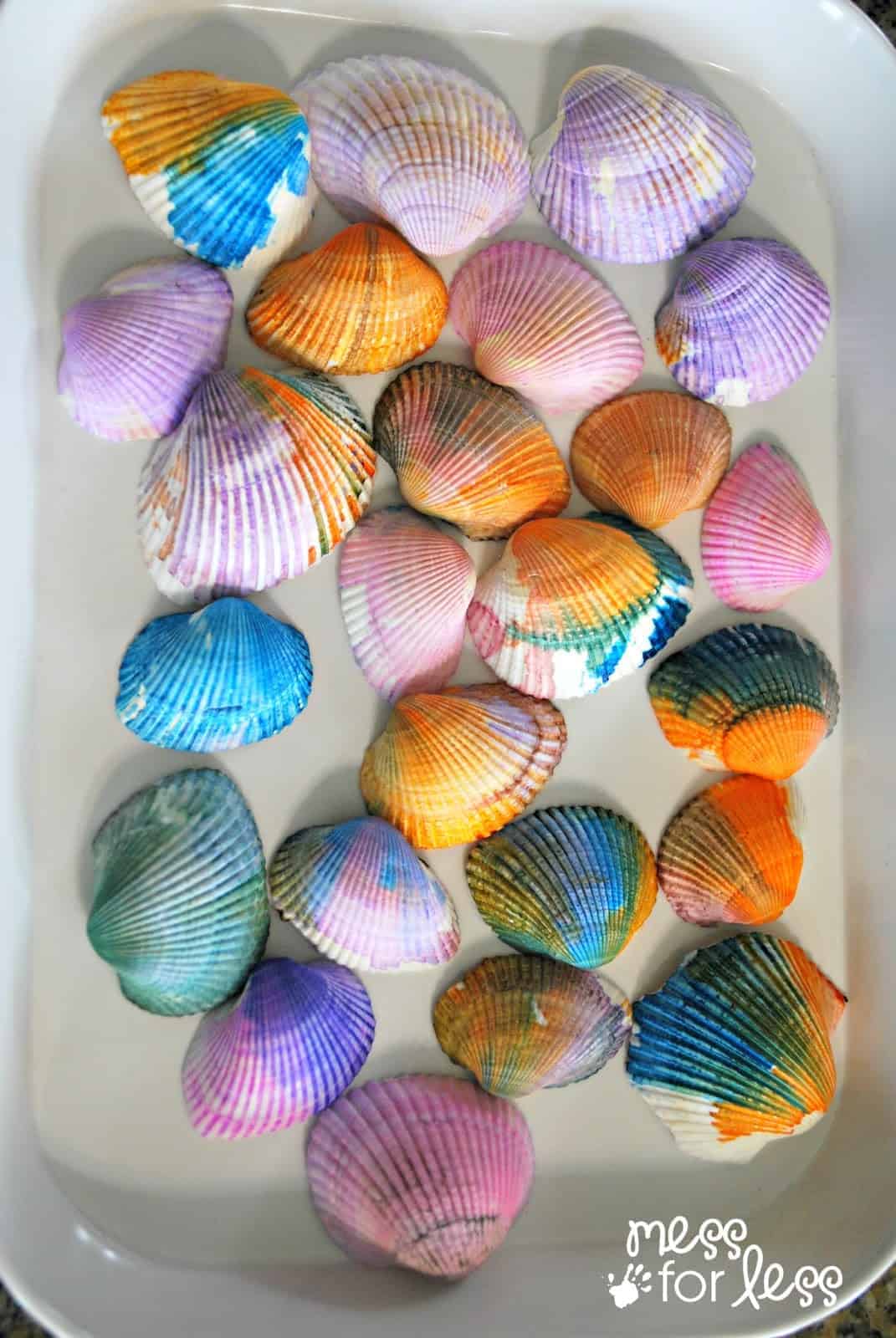 Natural Clamrose Sea Shells